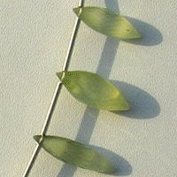 Prehnite Gemstone  Dew Drops